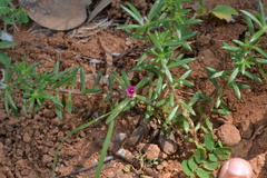 Portulaca pilosa